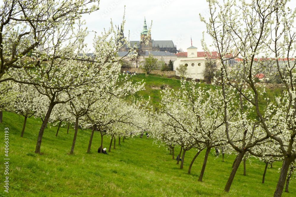 Blooming trees in Petrin, Prague, Czech Republic, view of Prague Castle