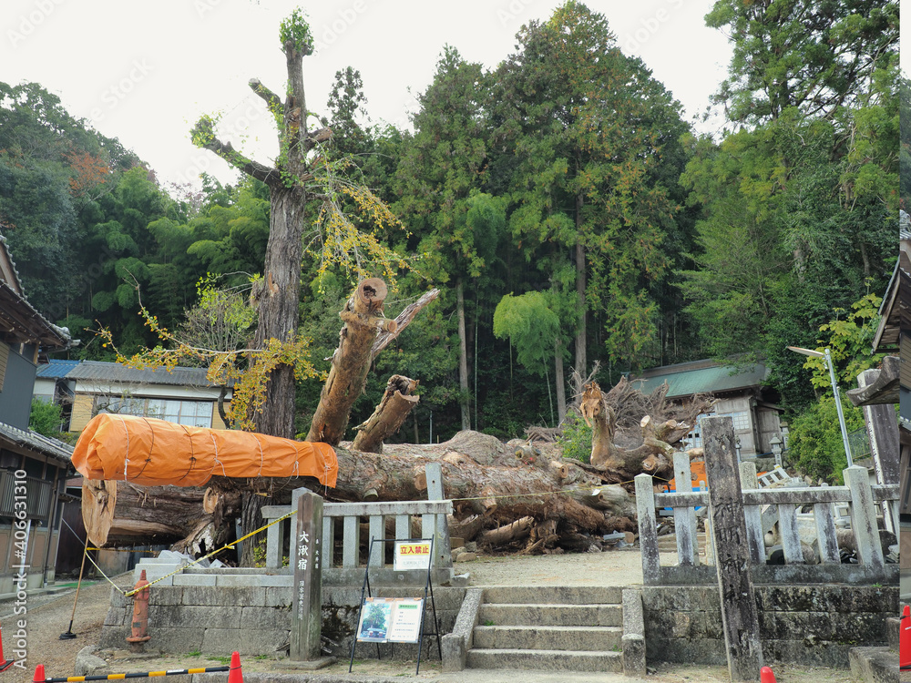 Fototapeta premium 岐阜県･大湫神明神社の大スギ