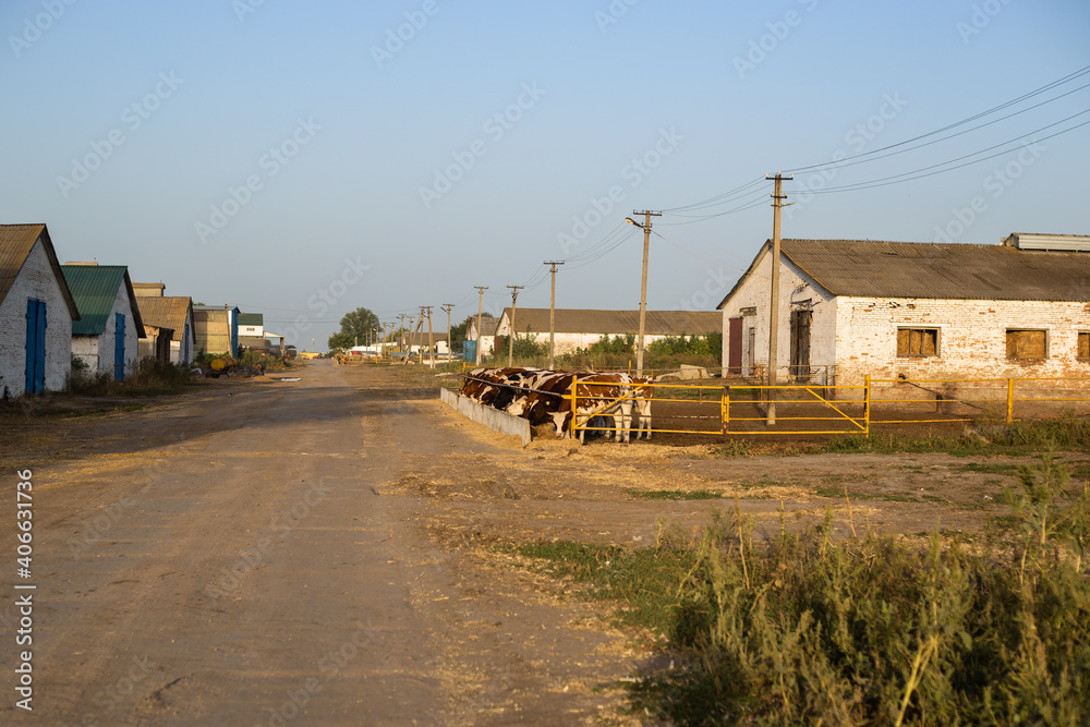 Cows in a pen on a farm. Livestock concept