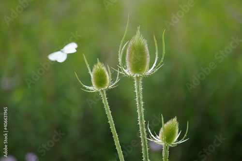 Photos Close up of teasel flowering with butterfly