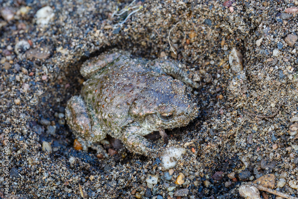 Alytes obstetricans. Common midwife toad.