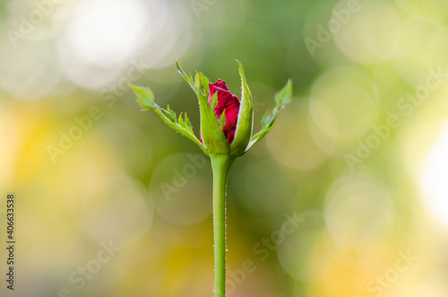 Partial focus of red bud petal rose with colorful bokeh for Valentine's day concept.
