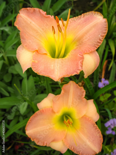 Blossom colorful day lily flower in garden  front or back yard