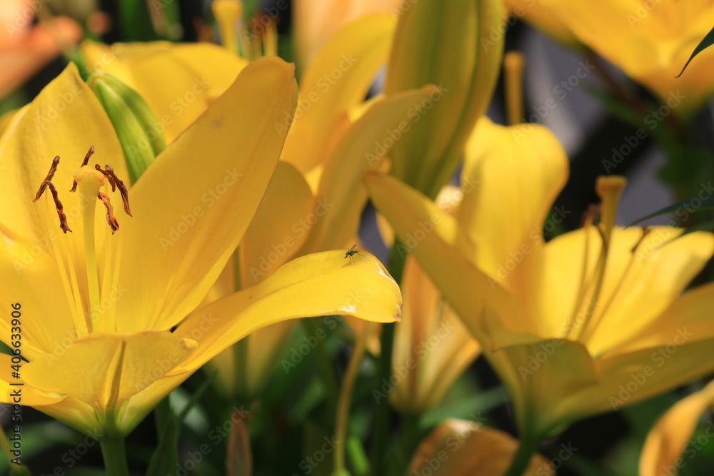 Obraz premium 黄色いユリの花