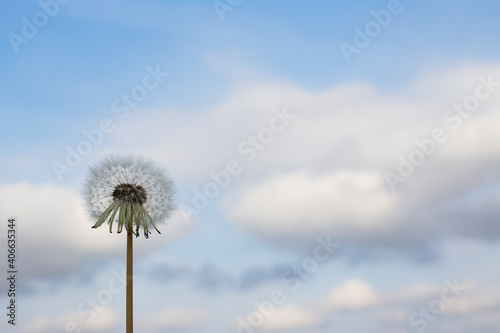 Dandelion with fluffy seeds against the background of a summer blue sky. Place for your text. Beautiful summer background