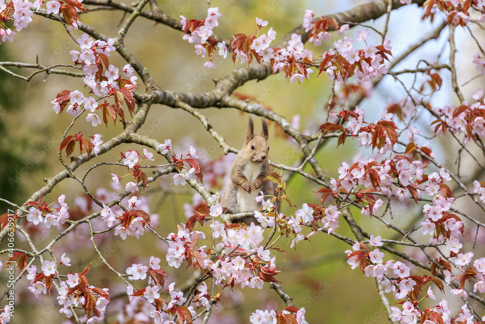 桜とリス 桜とリス