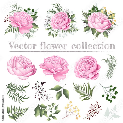 Set of vector floral compositions. Pink peonies, berries, gypsophila, green plants and leaves. Flowers and plants isolated on white background.