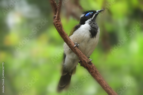 Blue faced honey eater bird full length © Rafael Ben-Ari