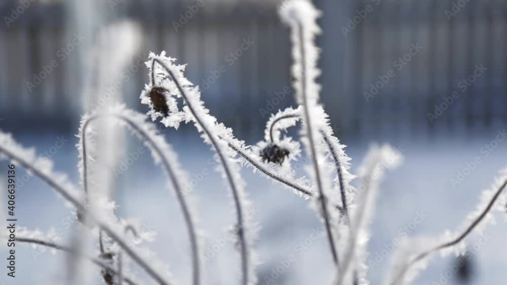 hoarfrost on the grass, twig with rime, close-up, camera in motion hoarfrost on the grass, twig with rime, close-up, camera in motion