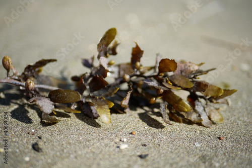 A dead sea plant stranded on white sand