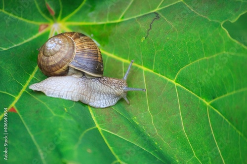 Cute small snail on a leaf