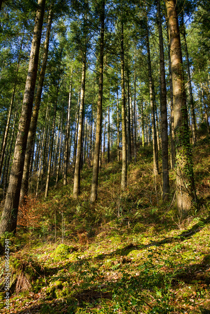 Obraz premium Mixed tree forest