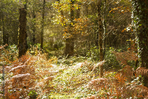 A forest on a sunny autumn day © jennyb111