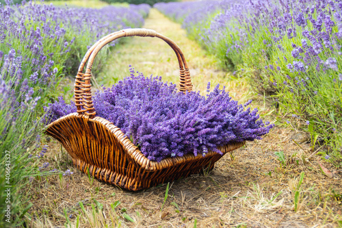 Detaiil of blossoming lavender purple flowers, close-up photo