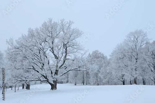 A wintry landscape with an old oak tree