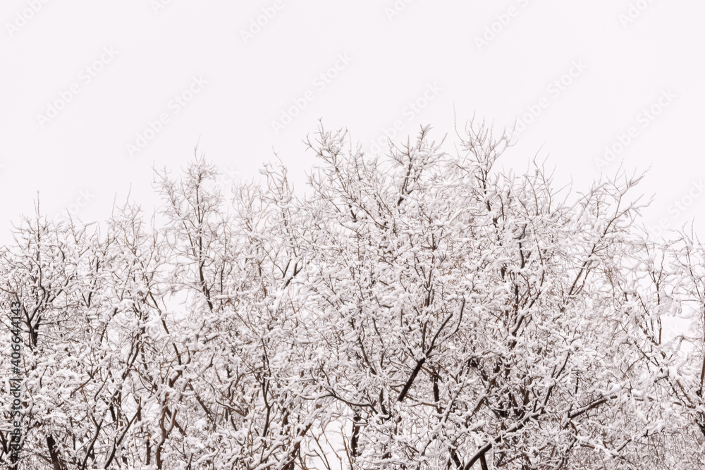 Top of elm tree covered with snow in winter.