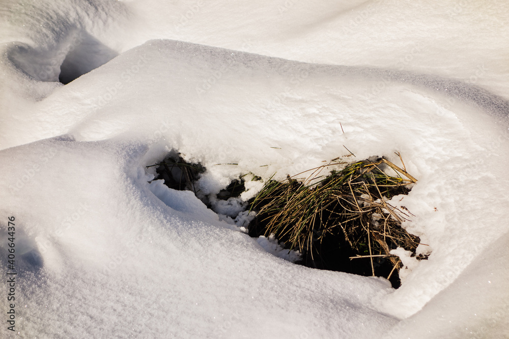 Pine branch fallen to the ground covered in snow on a cold winter day.
