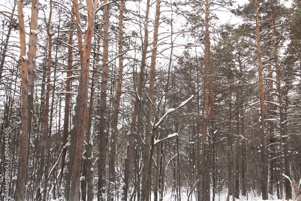 Snow-covered winter forest