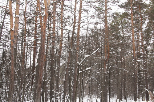Snow-covered winter forest