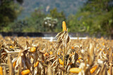 Closeup of Cob Corn in Field or Garden.