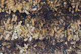 Compost Fertilizer or terreau made of corn cob arrange as Pile
