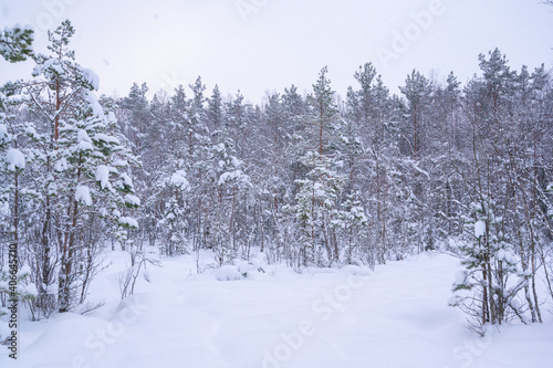 winter forest in the snow © Urmas