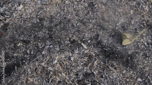 Floor of forest full of ash and dust after fire with a hand sweep across in slow motion.