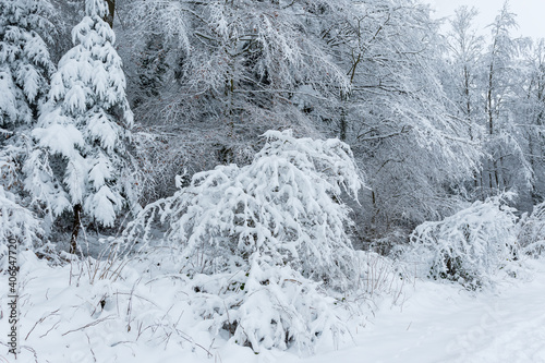 Schnee auf Baum im Wald
