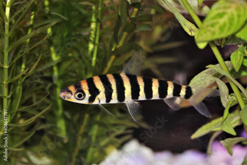 A colorful banded leporinus (black-banded leporinus)  is swimming in freshwater aquarium. Leporinus fasciatus is a species of freshwater characin in the family Anostomidae.