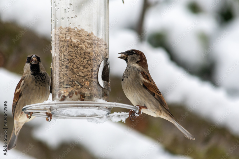 Naklejka premium Vogel am Futter am Baum im Winter