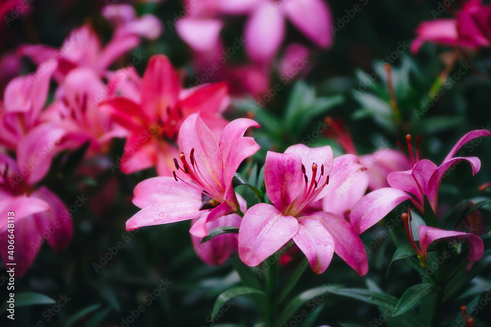 close up blooming lilies flower with green leaves in garden close up blooming lilies flower with green leaves in garden