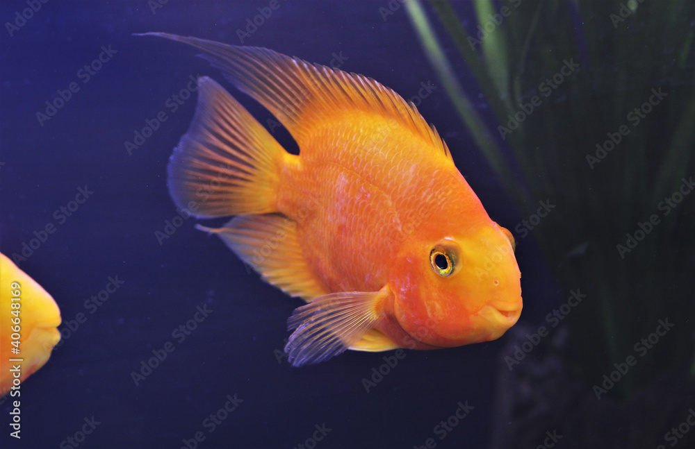 hybrid Orange Parrot Cichlid are swimming in freshwater aquarium. blood parrot cichlid is a hybrid between midas and redhead cichlid. hybrid Orange Parrot Cichlid are swimming in freshwater aquarium. blood parrot cichlid is a hybrid between midas and redhead cichlid.