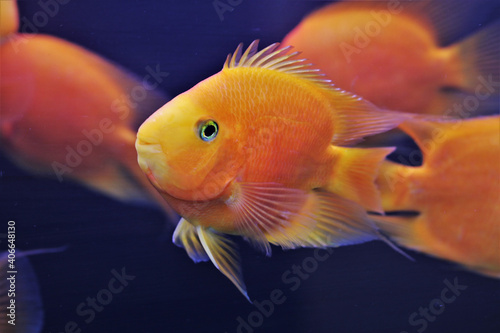 hybrid Orange Parrot Cichlid are swimming in freshwater aquarium. blood parrot cichlid is a hybrid between midas and redhead cichlid.