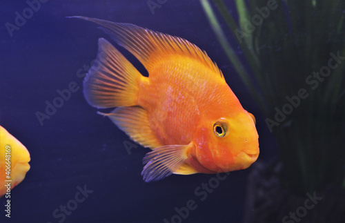 hybrid Orange Parrot Cichlid are swimming in freshwater aquarium. blood parrot cichlid is a hybrid between midas and redhead cichlid.