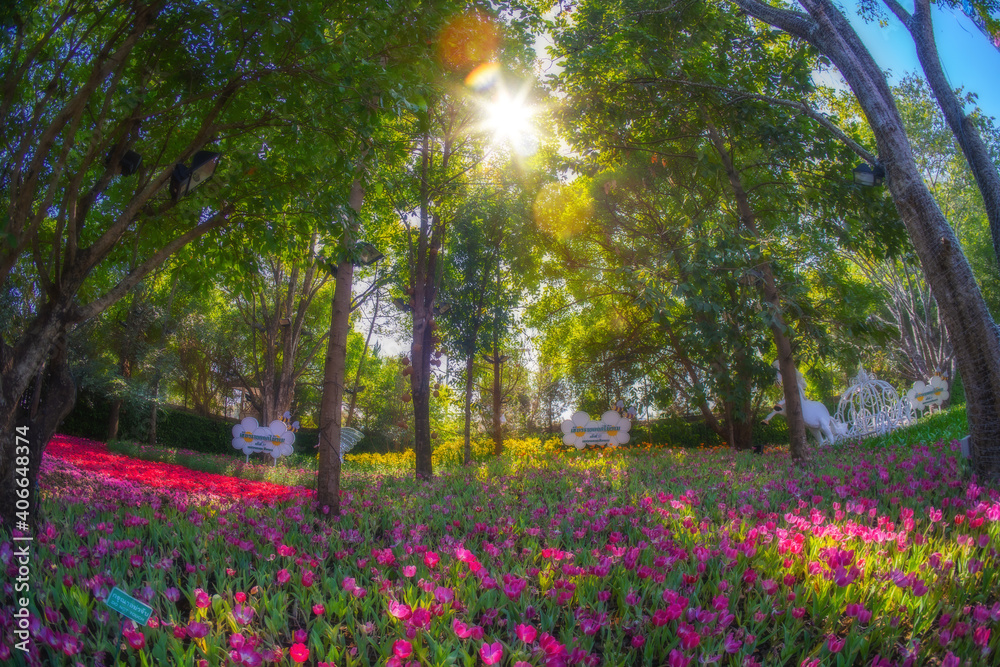 Vivid fresh bright sweet colorful of Tulips garden flower beautiful nature background. Vivid fresh bright sweet colorful of Tulips garden flower beautiful nature background.