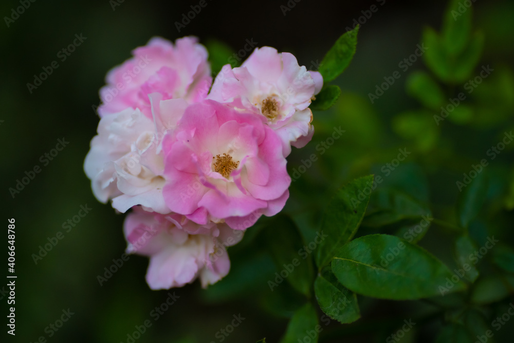 Closeup beautiful pink rose on blurred background Closeup beautiful pink rose on blurred background