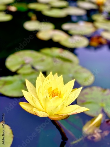 Wallpaper Mural lily Torontodigital.ca