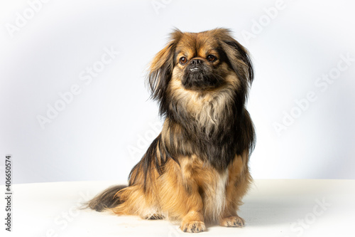 Canvastavla Tibetan spaniel sitting isolated in a white background