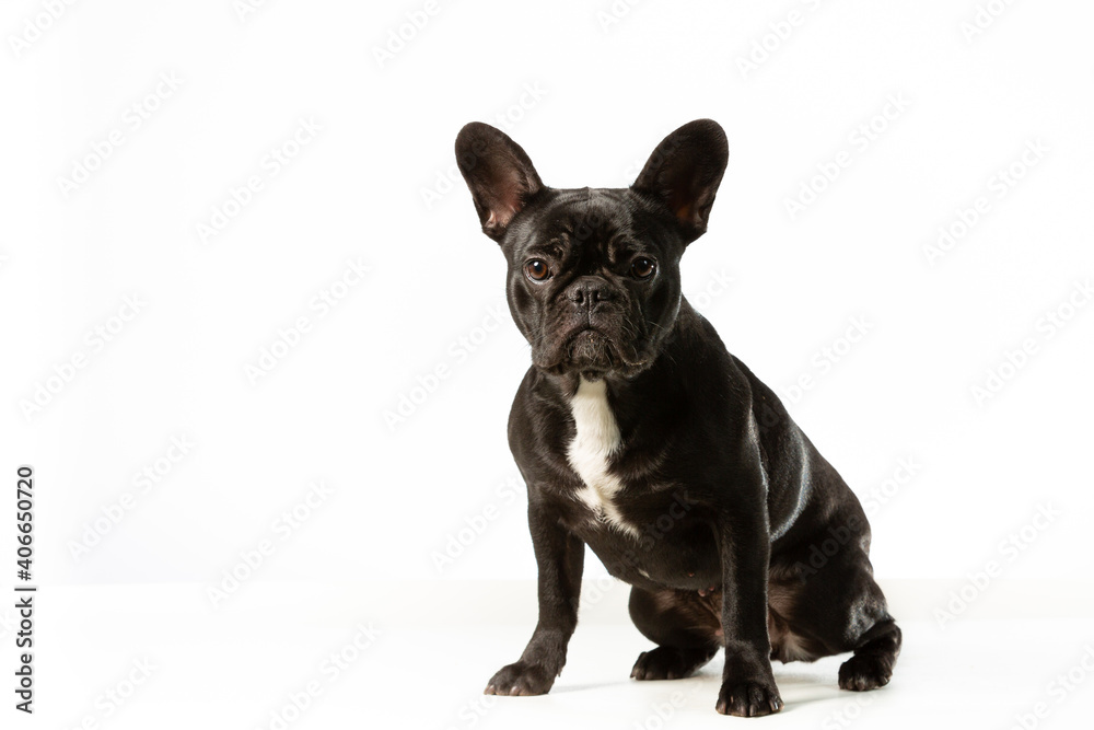 Black english bulldog sitting in a white background looking at the camera