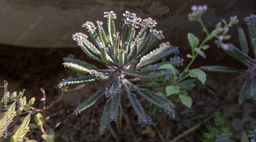 Fototapeta premium Small buds of Kalanchoe Delagoensis. The plant is also know as Mother of Millions, Devil's Backbone and Chandlier Plant.Selective focus.
