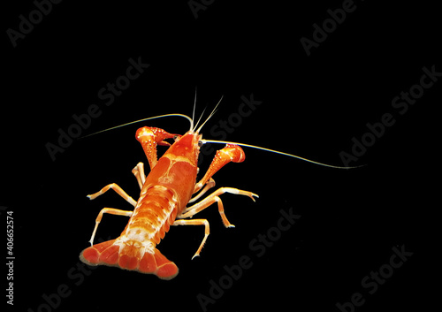 A colorful crayfish shrimp (crawfish, crawdads, freshwater lobsters, mudbugs or yabbies) on isolated  black background. Procambalus clarkii is freshwater crustaceans.