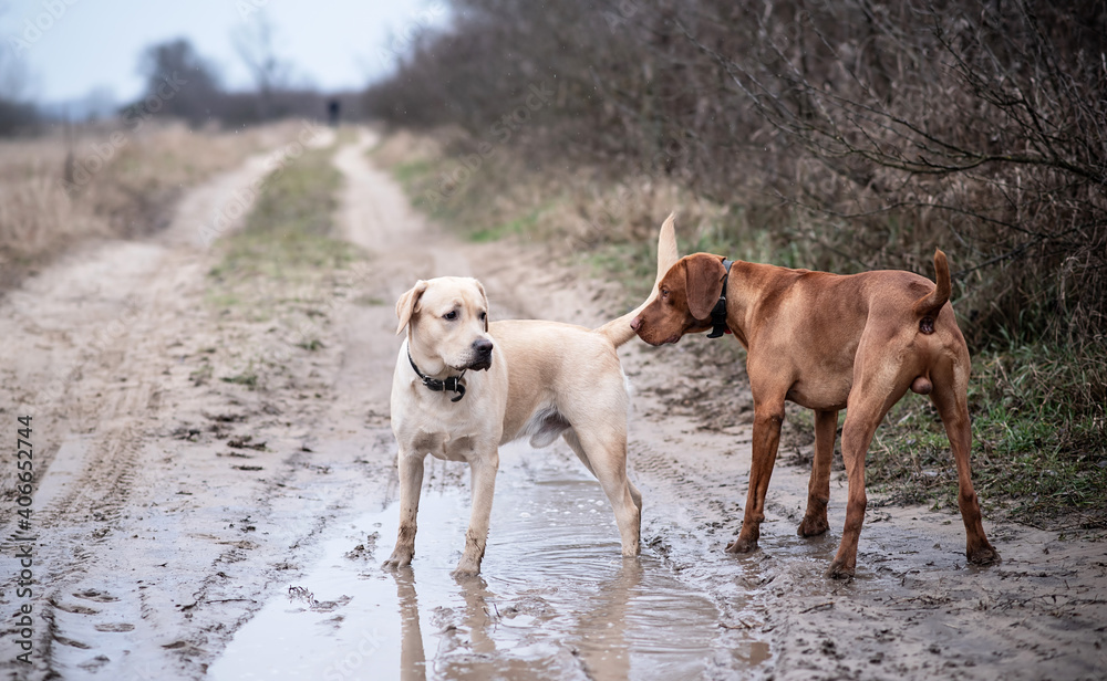 Labrador retriever and a Hungarian Vizsla in the park
