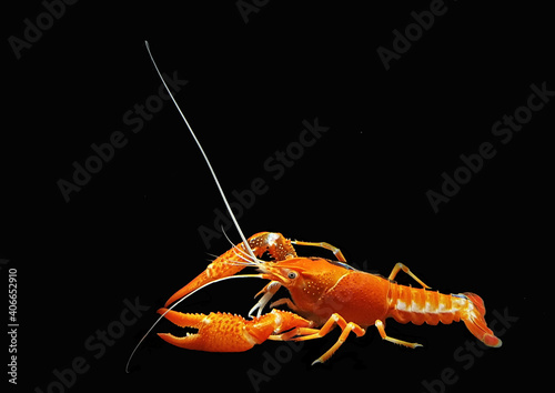 A colorful crayfish shrimp (crawfish, crawdads, freshwater lobsters, mudbugs or yabbies) on isolated  black background. Procambalus clarkii is freshwater crustaceans.