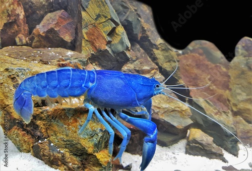 Blue Australian Crayfish (Crawfish, Freshwater lobster) in freshwater aquarium. Cherax destructor  is an Australian freshwater crustacean in the Parastacidae family.