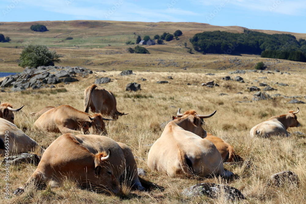 plateau de l'Aubrac en été plateau de l'Aubrac en été