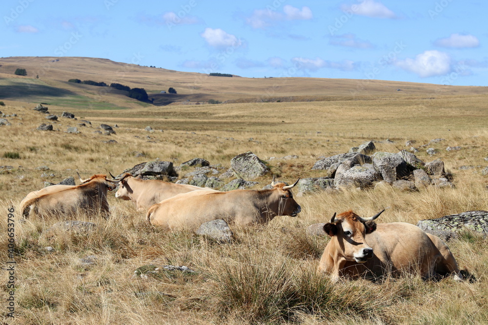 Obraz premium plateau de l'Aubrac en été
