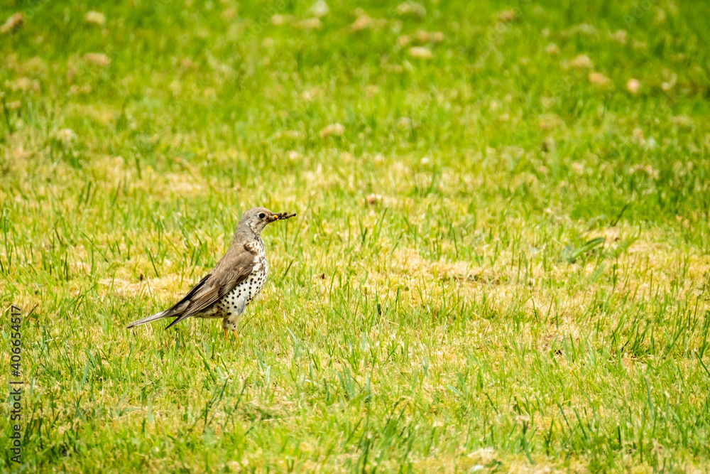Kestrel catching worms on a lawn in County Donegal - Ireland. Kestrel catching worms on a lawn in County Donegal - Ireland.