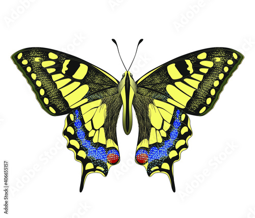 Beautiful yellow Butterfly with Swallowtail. Stylized design for nature books, surface design, sticker, social media. Hand drawn Vektor isolated on white background. Insect Papilio Machaon