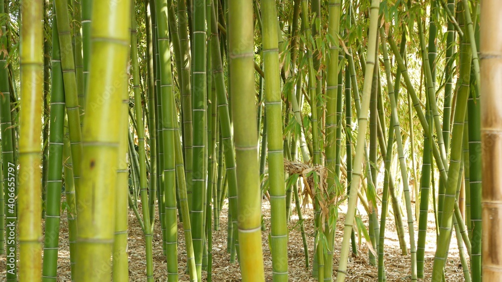 Fototapeta premium Bamboo forest, exotic asian tropical atmosphere. Green trees in meditative feng shui zen garden. Quiet calm grove, morning harmony freshness in thicket. Japanese or chinese natural oriental aesthetic.