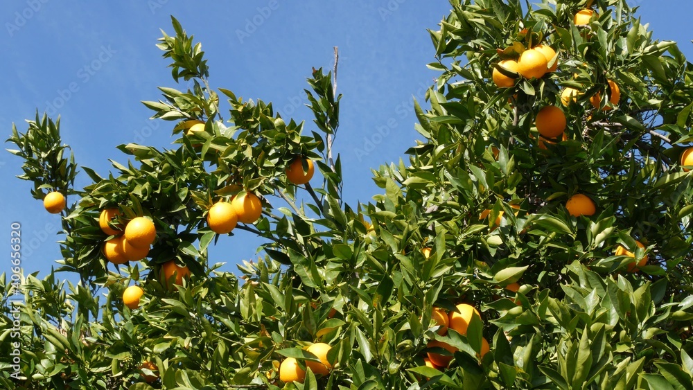 Citrus orange fruit on tree, California USA. Spring garden, american local agricultural farm plantation, homestead horticulture. Juicy fresh leaves, exotic tropical harvest on branch. Springtime sky. Citrus orange fruit on tree, California USA. Spring garden, american local agricultural farm plantation, homestead horticulture. Juicy fresh leaves, exotic tropical harvest on branch. Springtime sky.